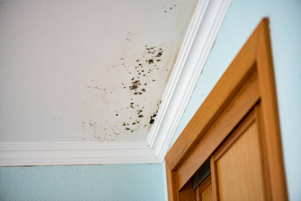 Best Emergency Mold Remediation in Lford, MI