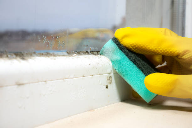 Best Post-Flood Mold Remediation in Lford, MI