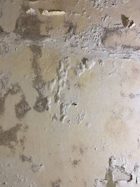Best Basement Mold Remediation in Lford, MI
