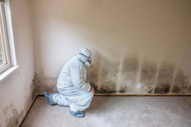 Best Mold Testing and Inspection Services in Lford, MI